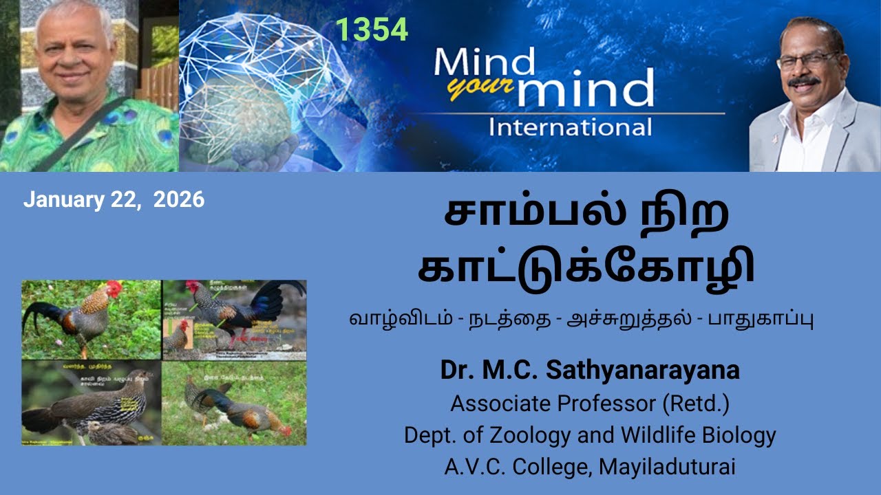 சாம்பல் நிற காட்டுக்கோழி  -  Dr. M.C. Sathyanarayana