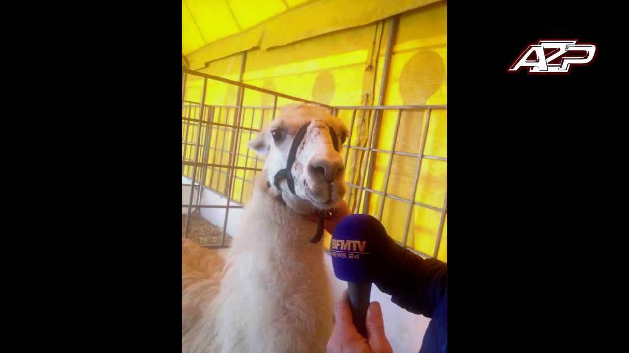 Lamaoutai - Parodie Papaoutai Stroma&eacute;