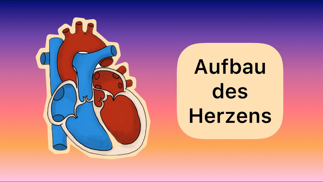 Aufbau des Herzens