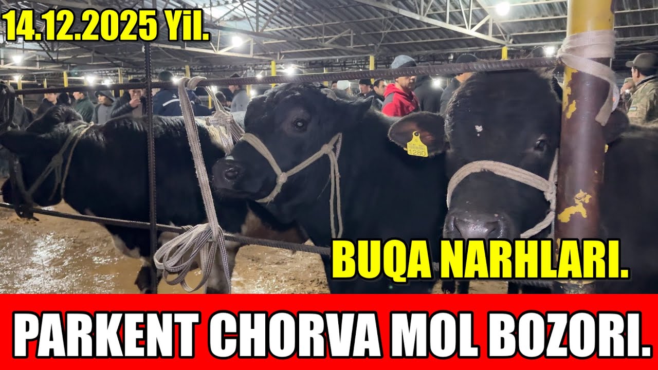 TOSHKENT VIL, PARKENT TUMANI, BOYQOZON QO&rsquo;RG&rsquo;ONI, CHORVA MOL BOZORI,BUQA NARHLARI.