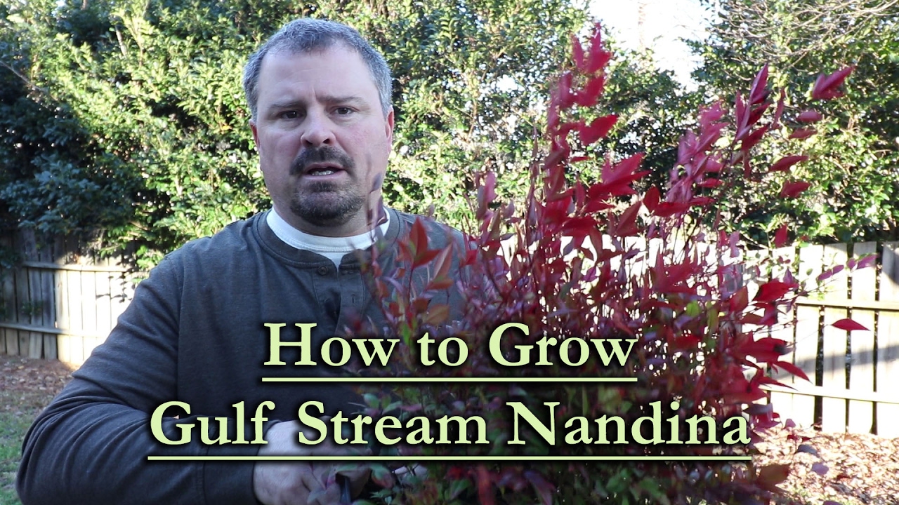 How to grow Gulf Stream Nandina (Evergreen Shrub with Red Winter Foliage)