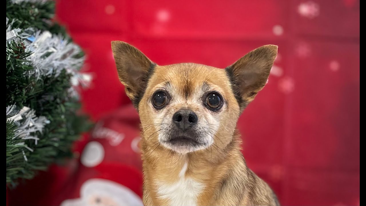 Undercoat removal on a super cute Chihuahua | Dog Grooming