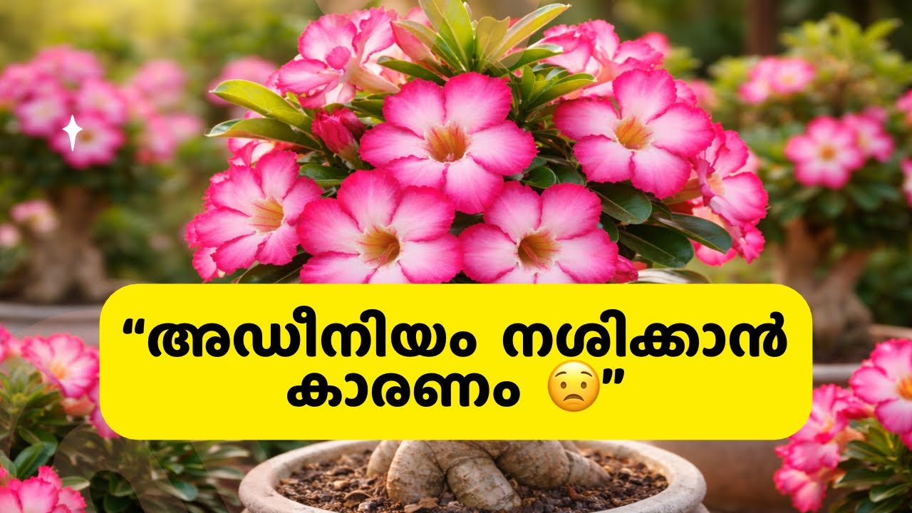 Adenium വളർത്താൻ ഇതൊക്കെ അറിയണം! 🌸 Complete Care Guide Malayalam #AdeniumMalayalam #DesertRoseCare 