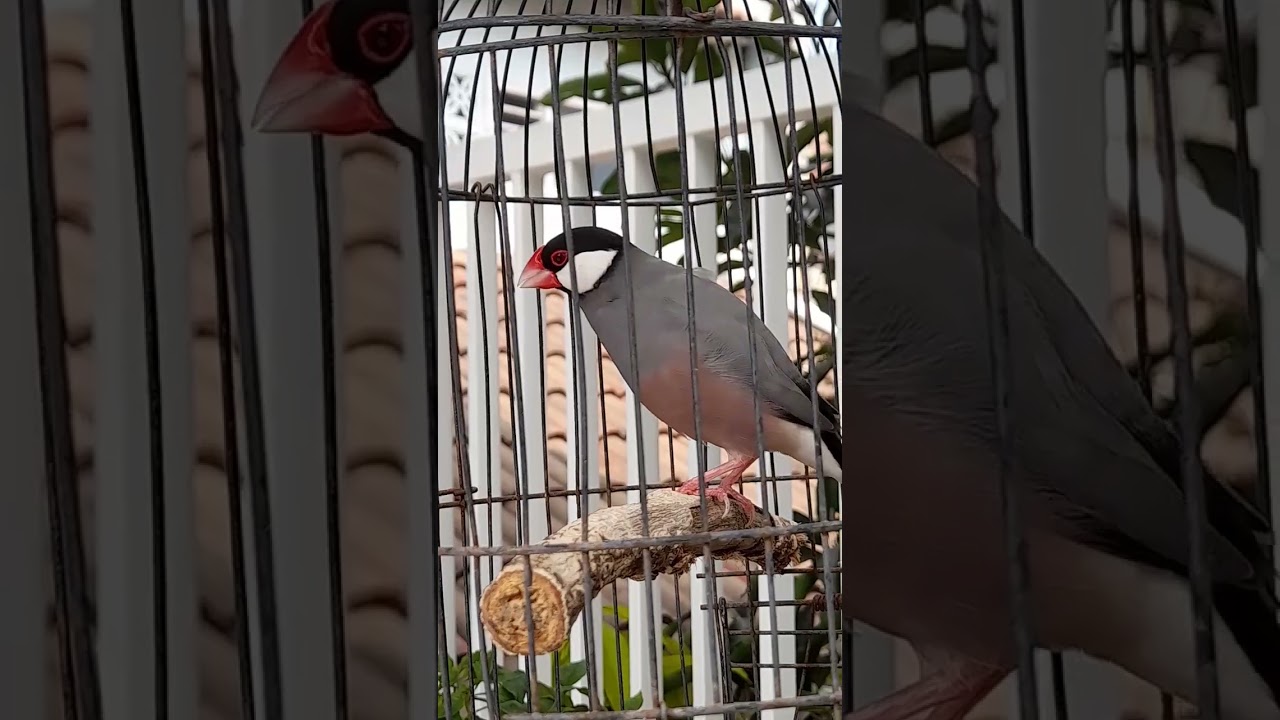 Burung Glatik Gacor #javasparrow