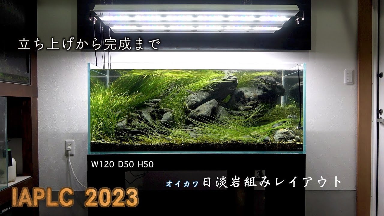 IAPLC オイカワが泳ぐ日淡岩組みレイアウト立ち上げから完成まで。