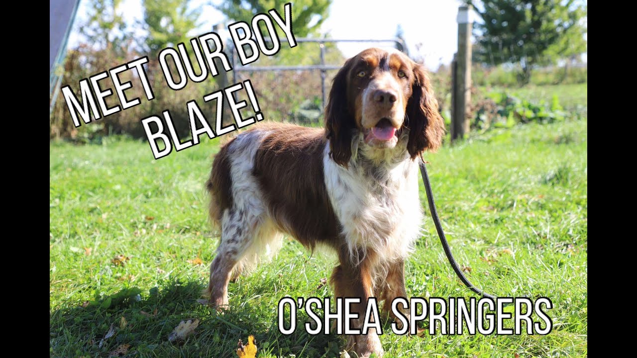 Meet Blaze: Our Stunning Red Sable Roan English Springer Spaniel