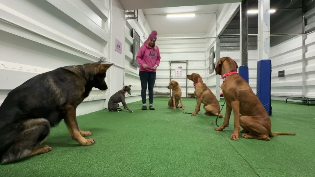 What Really Happens in Residential Dog Training (Foundations Matter)