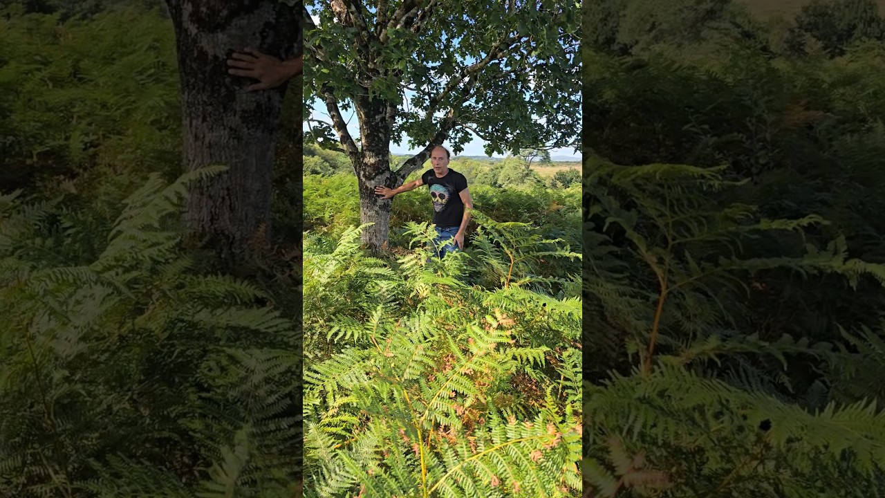 Oaks are the best trees for attracting  wildlife #nature #forest #nativetrees #permaculture #ideas