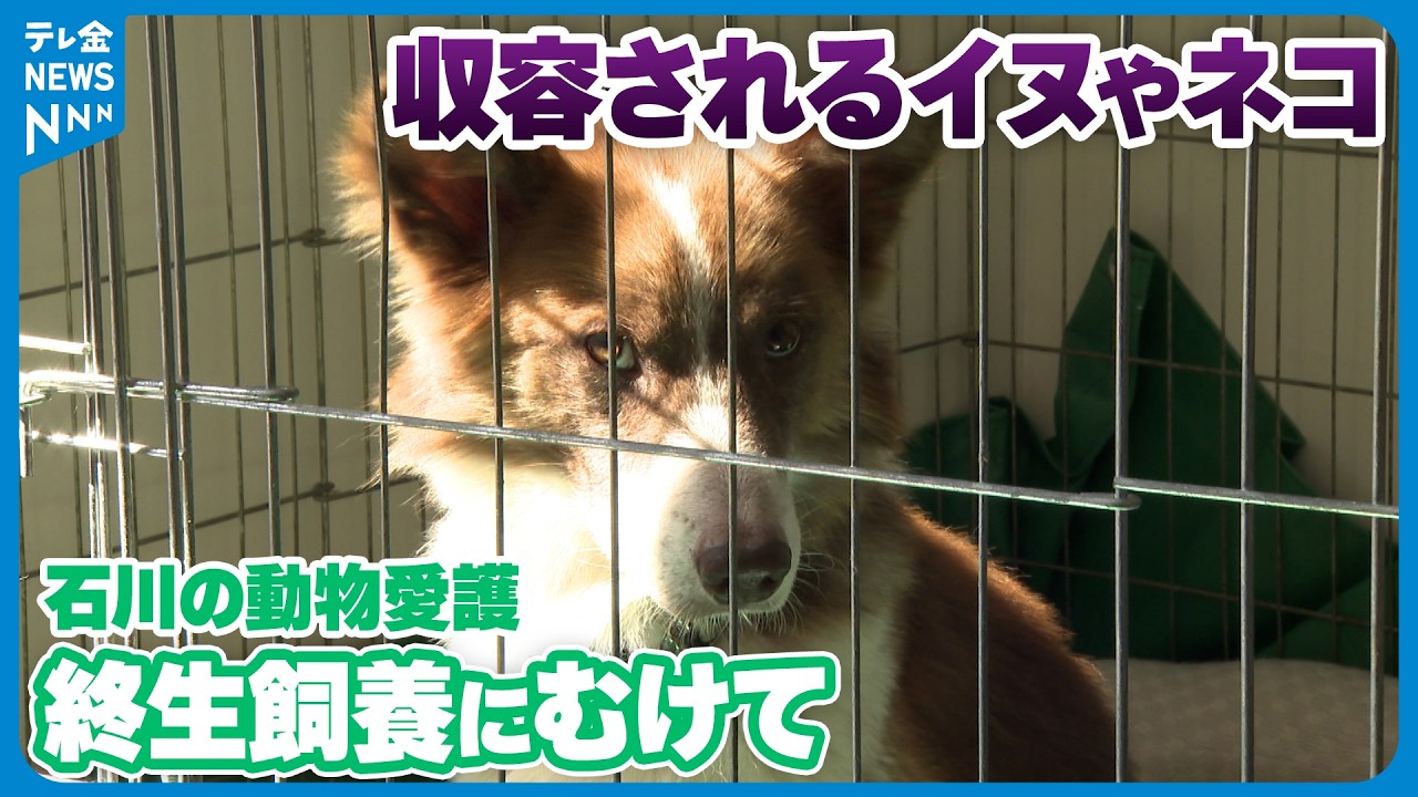 【問われる飼い主の責任】&ldquo;殺処分ゼロ&rdquo;の一方で収容されるイヌやネコ　石川の動物愛護の現状は？