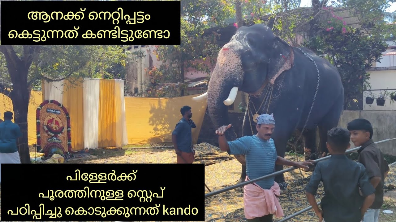 പാമ്പാടി സുരേന്ദ്രൻ, നെറ്റിപ്പട്ടം കെട്ടുന്നു ❤️❤️