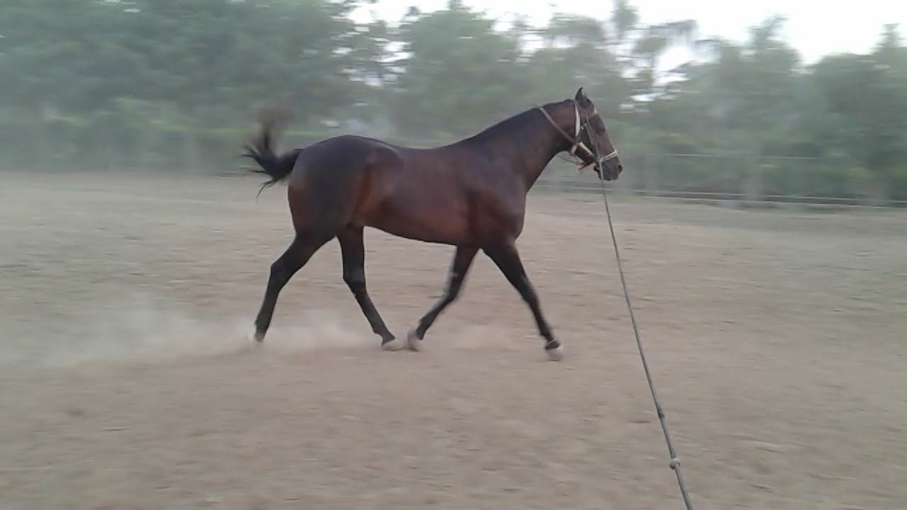 Under Training | Ghode Ki training chal rahi hai | Badahorse1 #Marwarihorse #horselover #horseplan