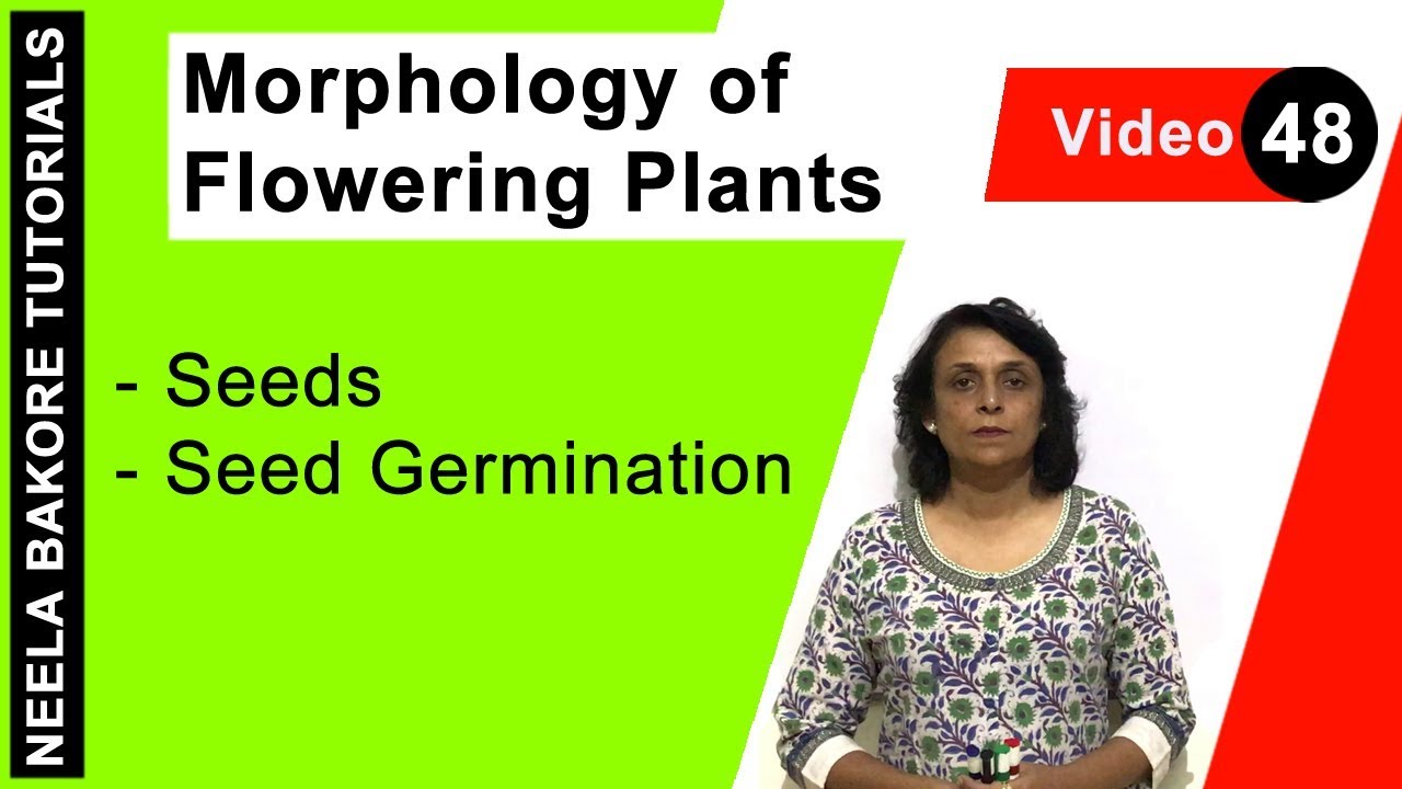 Morphology of Flowering Plants | NEET | Seeds - Seed Germination | Neela Bakore Tutorials