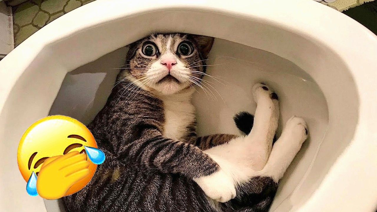😄The FUNNIEST Animals Around the World! 🌈 NEW Funny Animal Videos 2026 #Funniestanimals #Funnyanimal