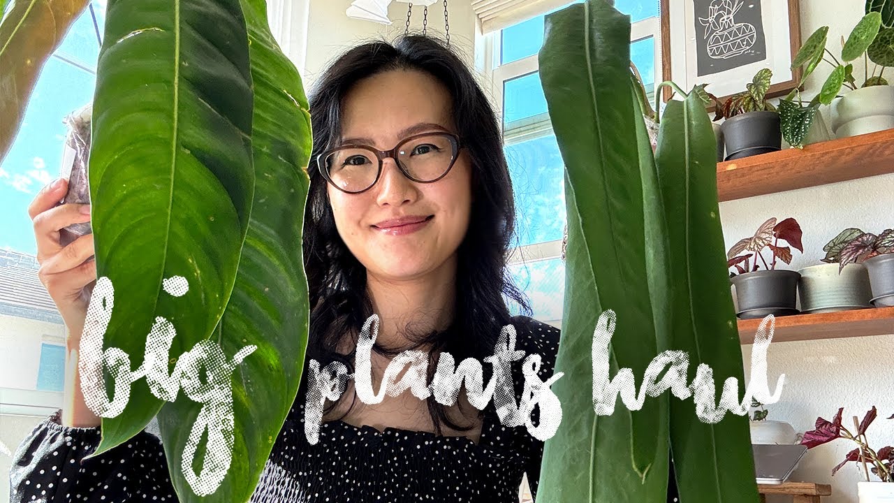 Big Plants, Big Savings: $1000 vs. $90 Unboxing Surprise!