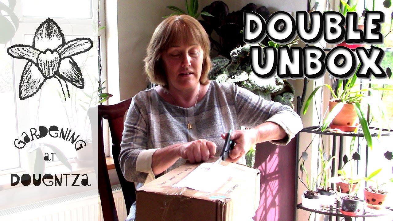 Double Unboxing of Houseplants : rare epiphytic bulb, tillandsia & streptocarpus