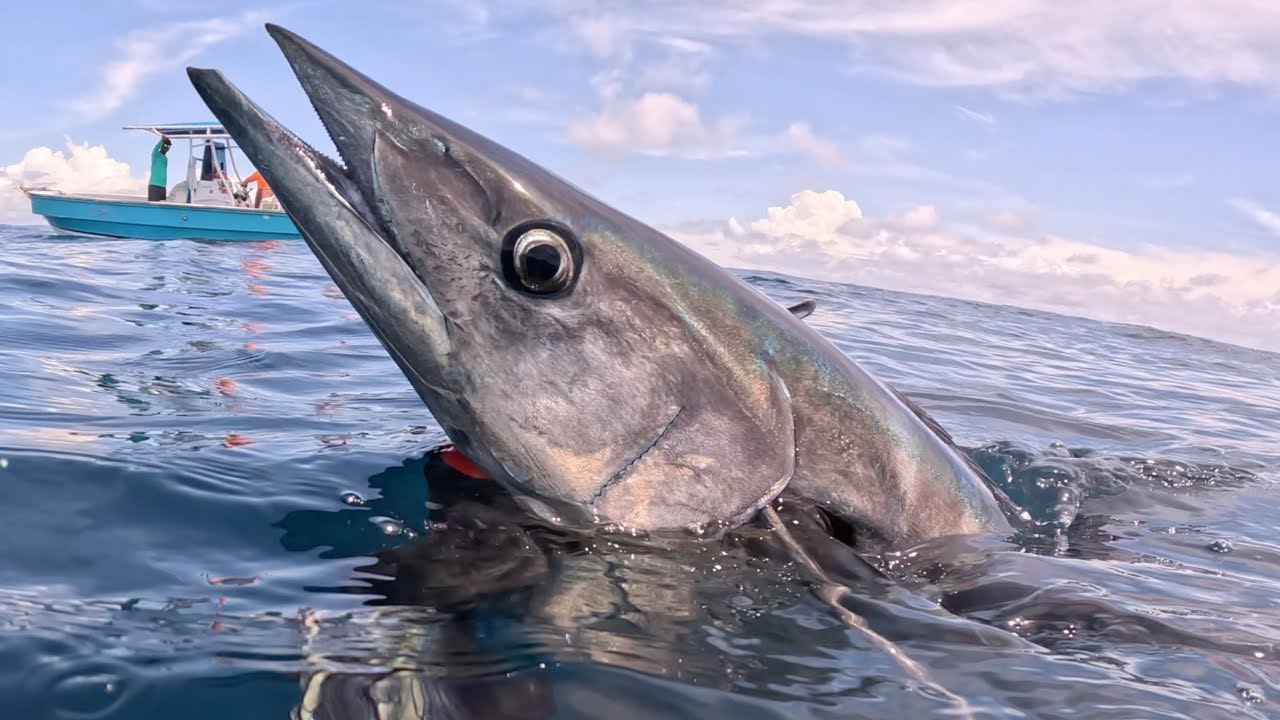 Spearfishing at Hannibal Lodge, Panamá
