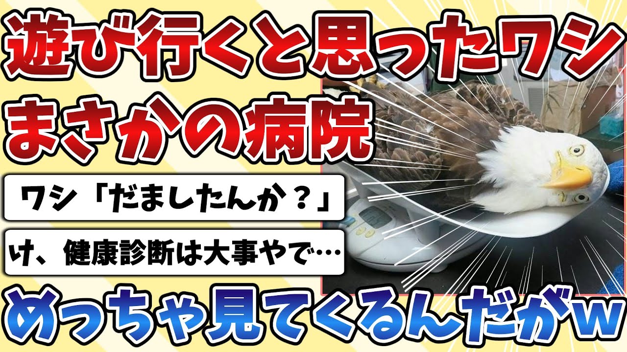 【2ch動物スレ】飼い主と遊びに行くと思っていた『ワシ』るんるんだったが、まさかの動物病院だった時の反応が面白すぎるｗｗｗ