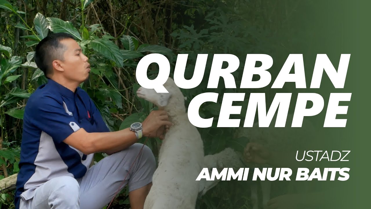 Qurban Cempe | Ustadz Ammi Nur Baits, ST, B.A