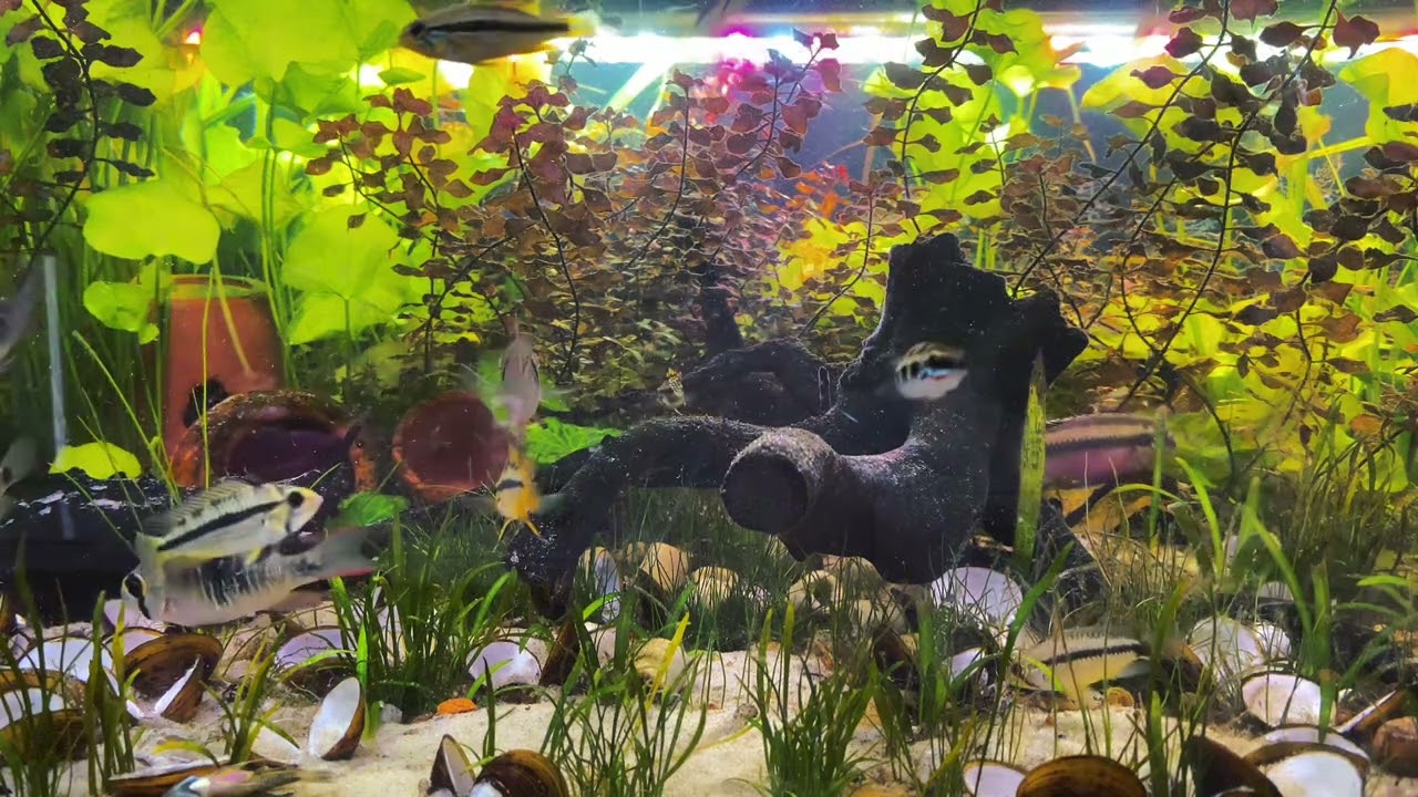 Cicl&iacute;deos An&otilde;es: Pequenos Peixes, Grande Personalidade!