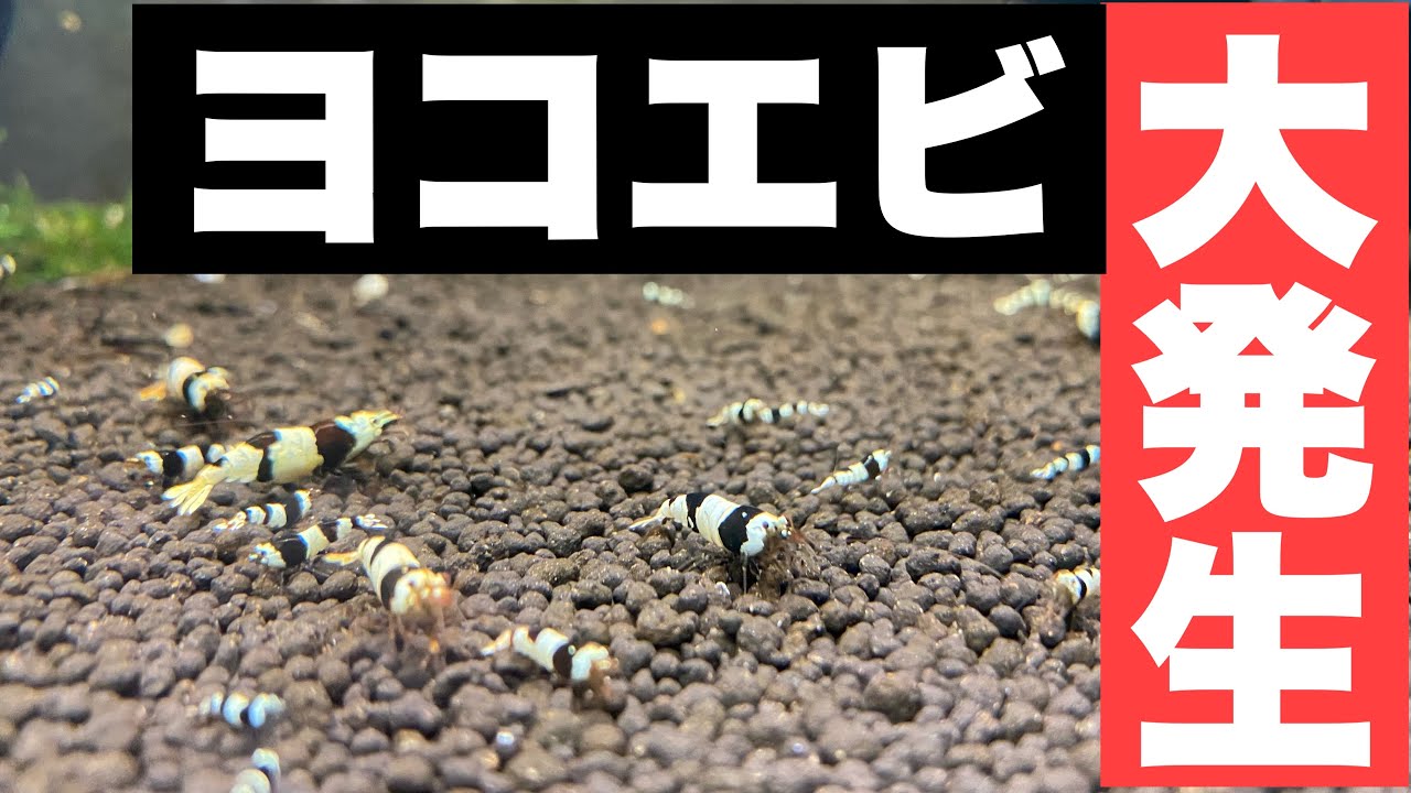ビーシュリンプ水槽にヨコエビ大量発生　#ビーシュリンプ  #アクアリウム