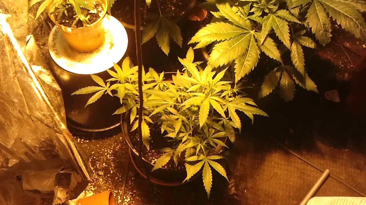 jack herer week 5 n 1/2,white widdow flush