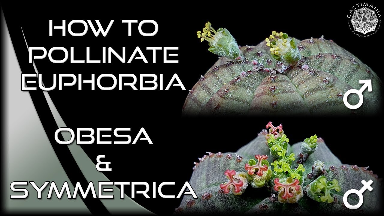 Как опылять #Euphorbia | Obesa и Symmetrica | Мужские и женские цветы | #Cactus и #Succulents