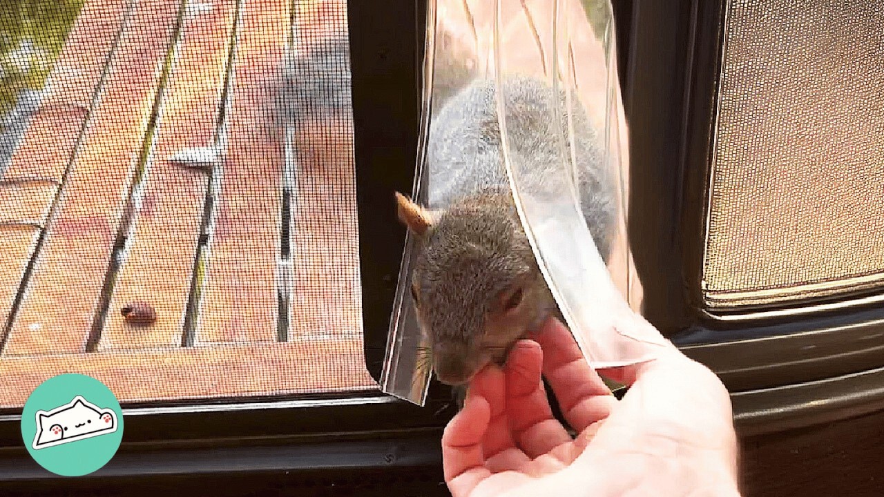 Wild Squirrel Visits Woman Every Day After She Saved Him | Cuddle Buddies