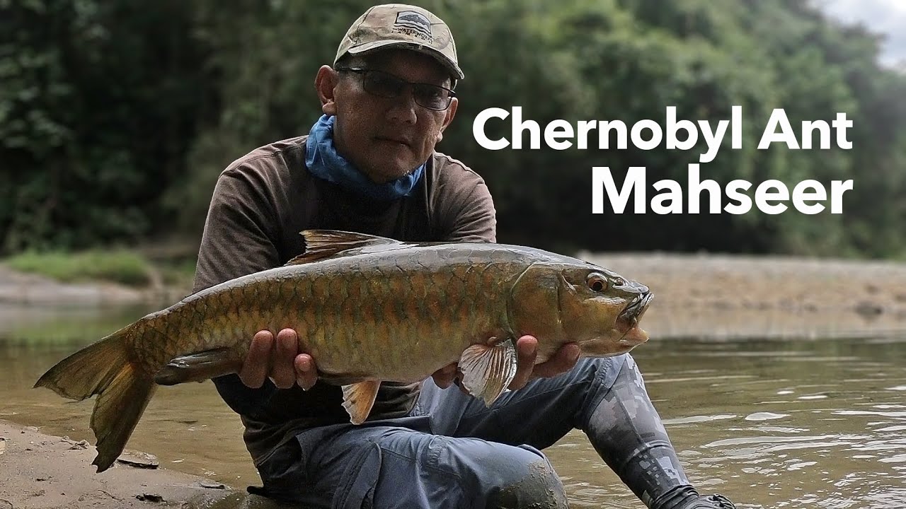 BIG MAHSEER in Thailand with Chernobyl Ant Fly (Sweet Child of Mine Part 2)