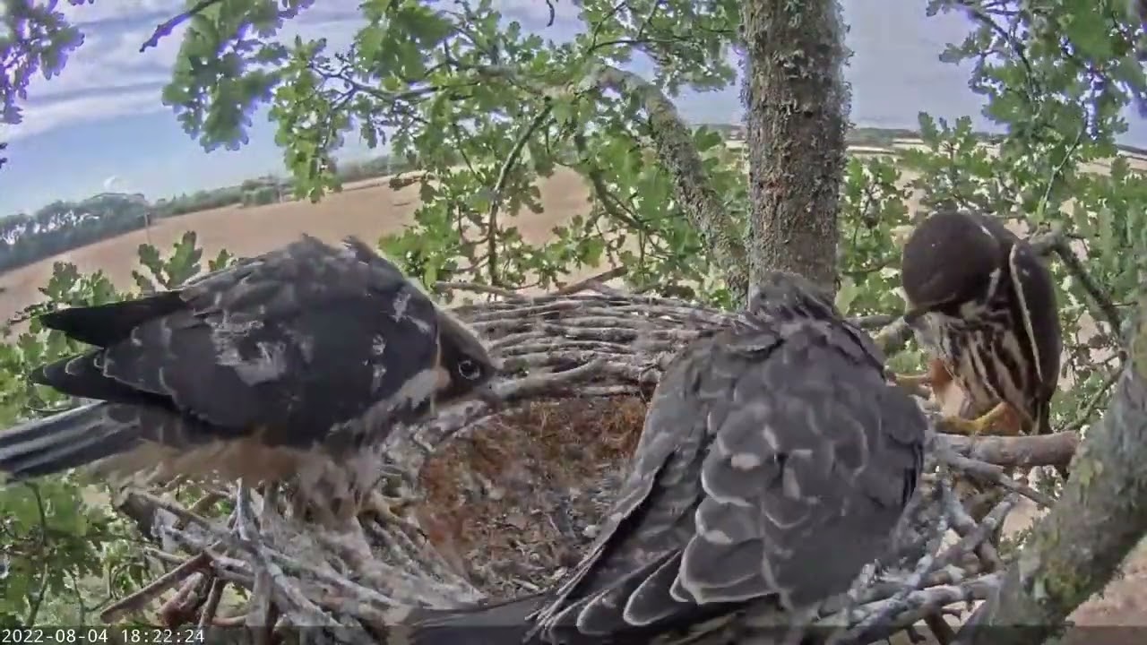 A day of being a hobby falcon parent| 4 aug 2022 | Hobby (Falco subbuteo) nest, Dorset, UK