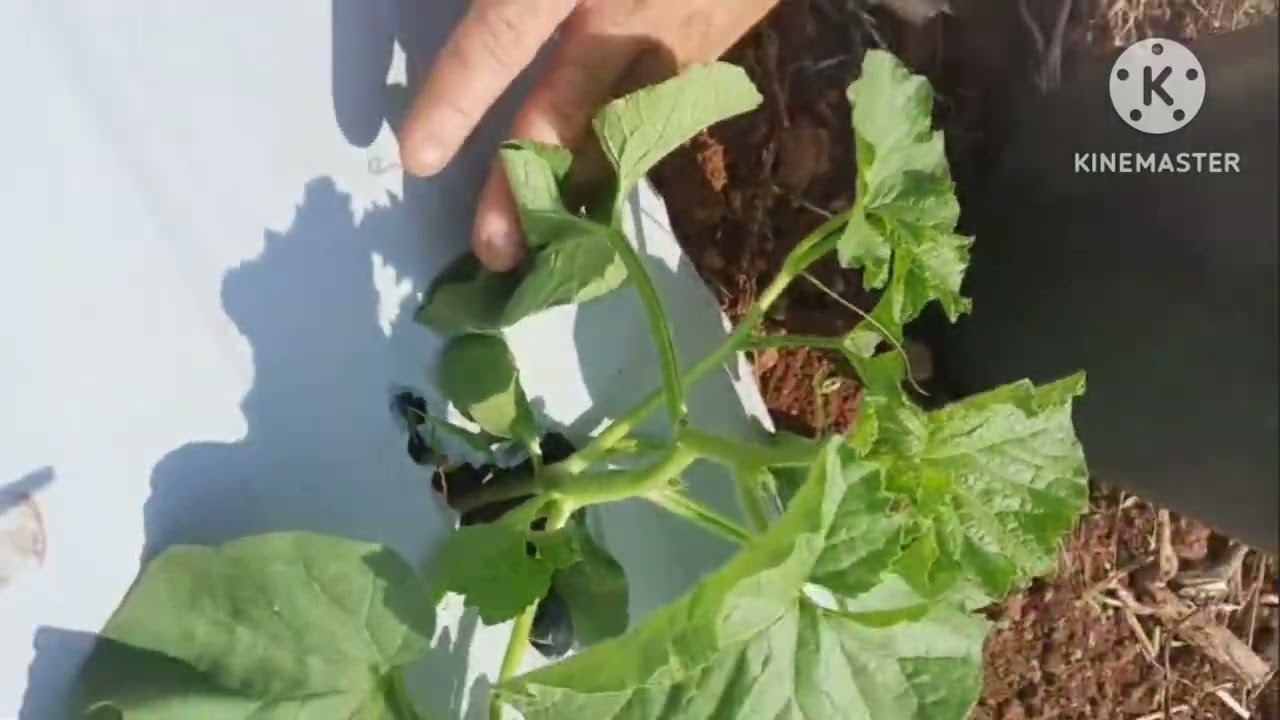 Poda do melão e da melancia em plantio adensado.