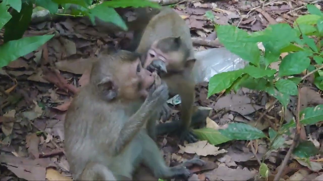 Available monkey