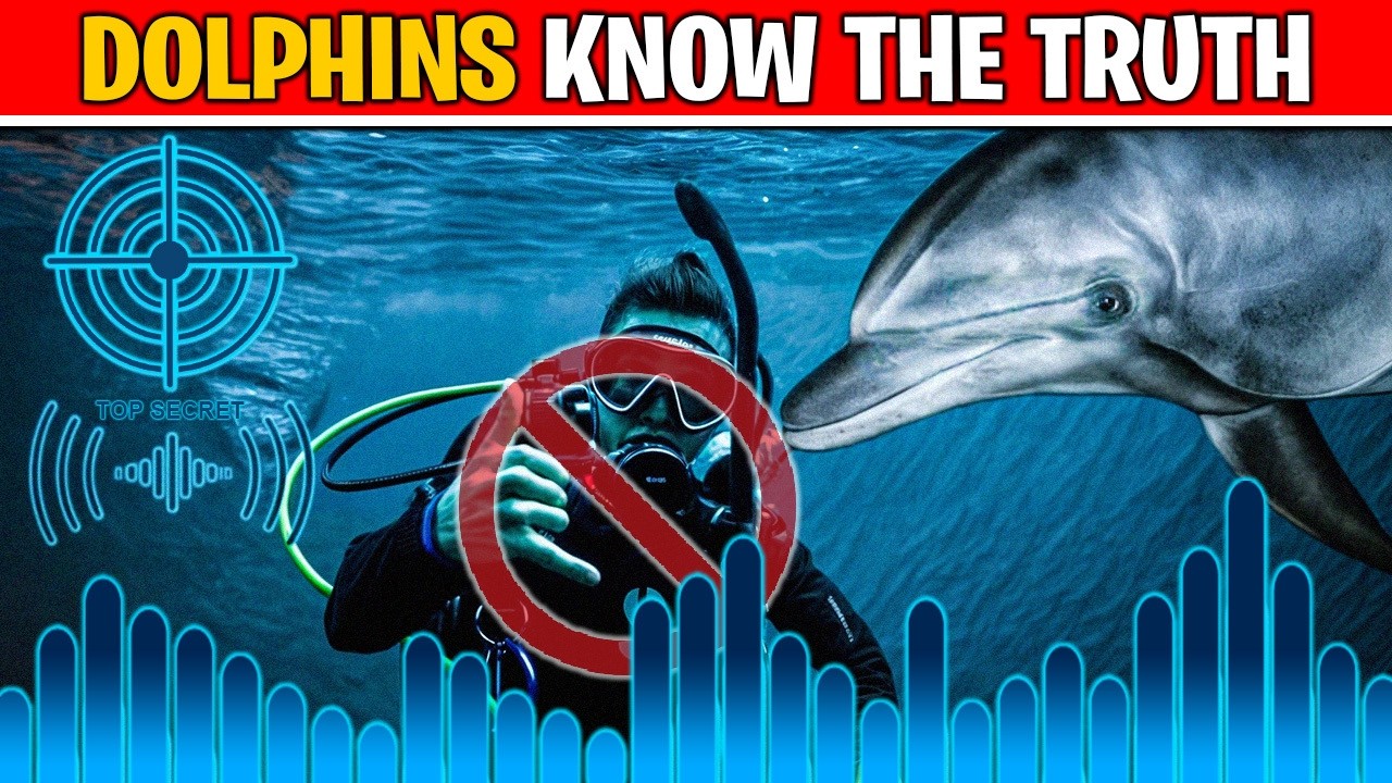 This Is Why Its Illegal To Communicate With Dolphins