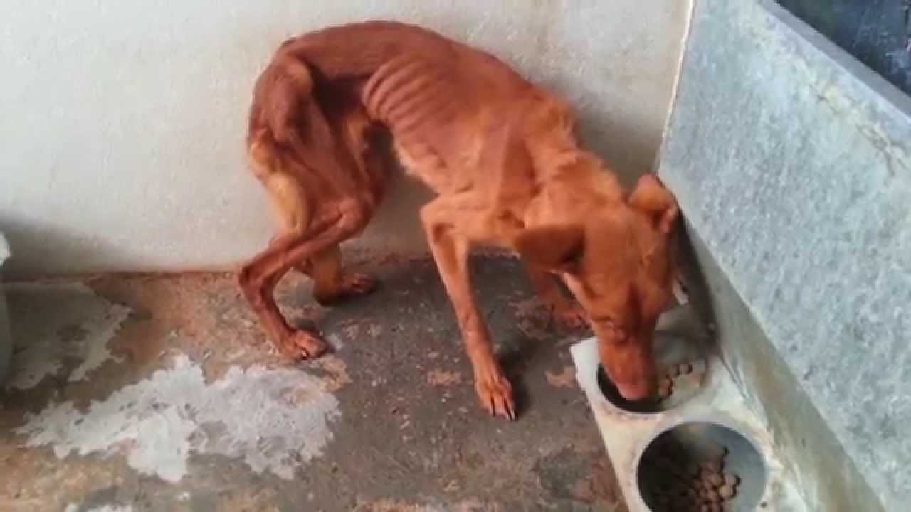 Podenco Friends - Buds Story