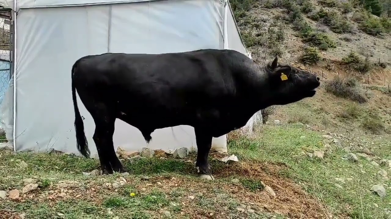 BOĞANIN SESİNE HAYRAN KALACAKSINIZ😯#boğa #boğasesi ##bull #bulls #boğagüreşi