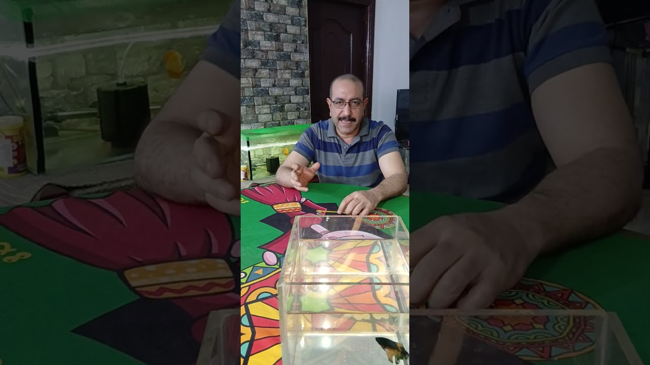 كيفية عمل مزرعة أسماك الفايتر .اسماك الفايتر  . فايتر . تغذية أسماك الفايتر.  تفريغ أسماك الفايتر .