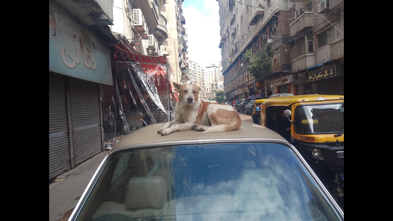 من أبيس العاشرة لمحرم بك - الطريق الدائري - ALEXANDRIA - MY FIRST LOVE
