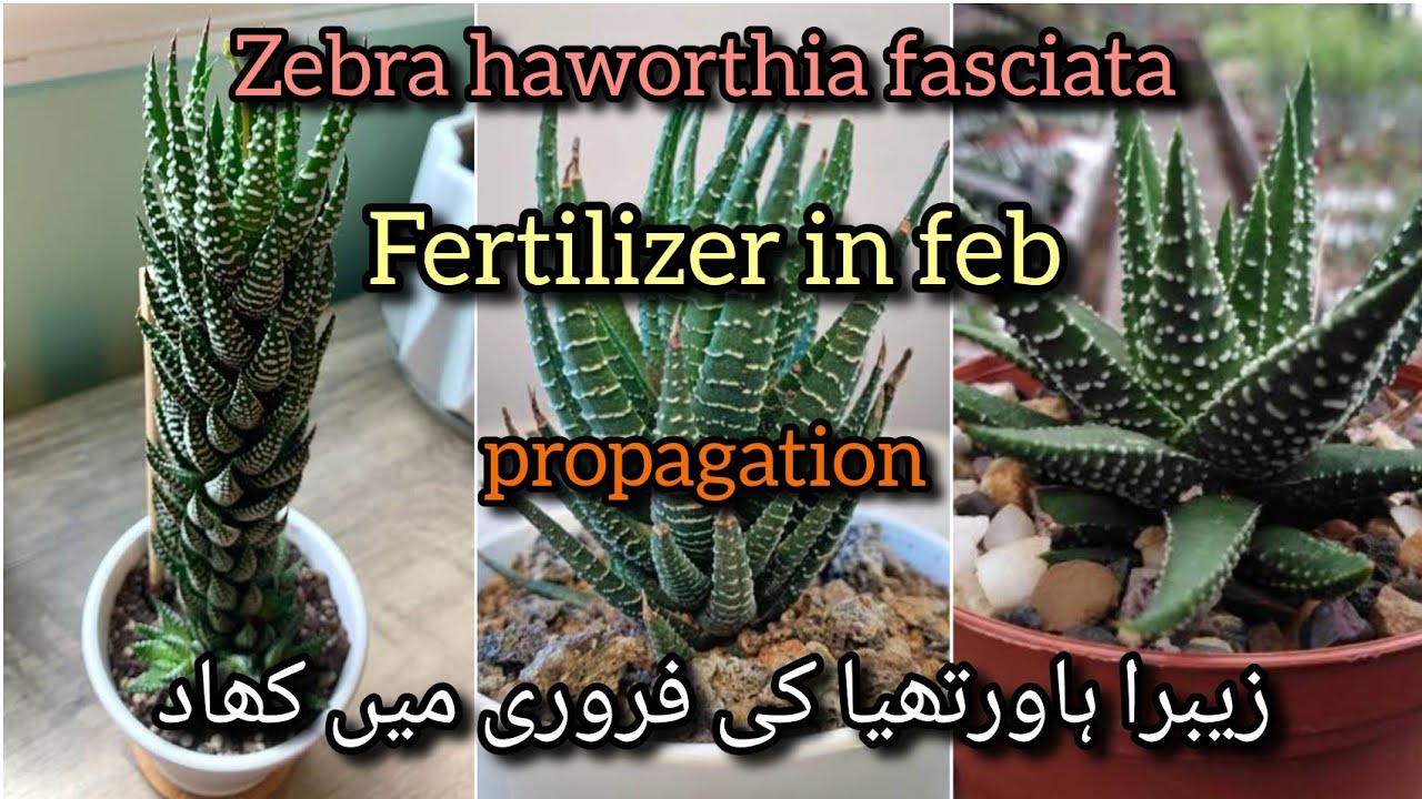 zebra haworthia fasciata fertilizer and pesticide / care and propagation //Bloom with SI