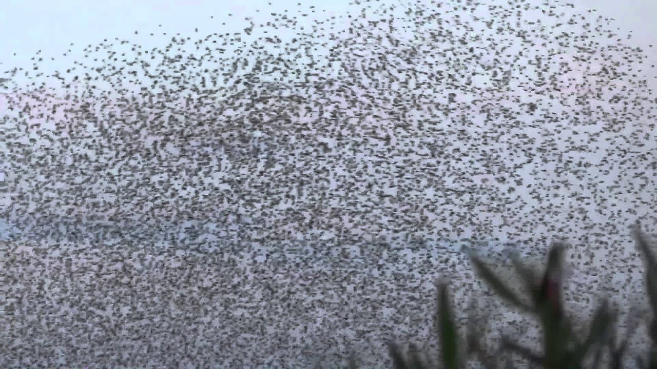 Stormi di uccelli al tramonto
