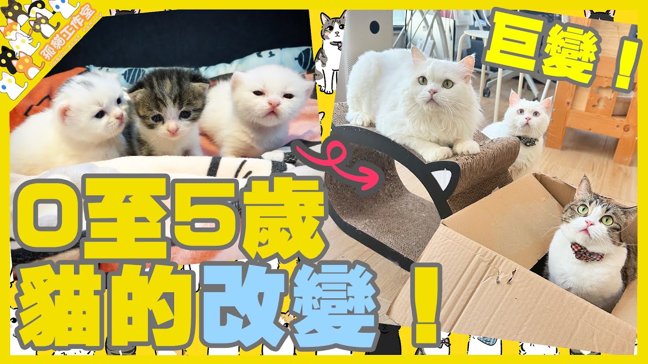 【孤貓工作室】0至5歲貓的改變！我們都是這樣長大的！