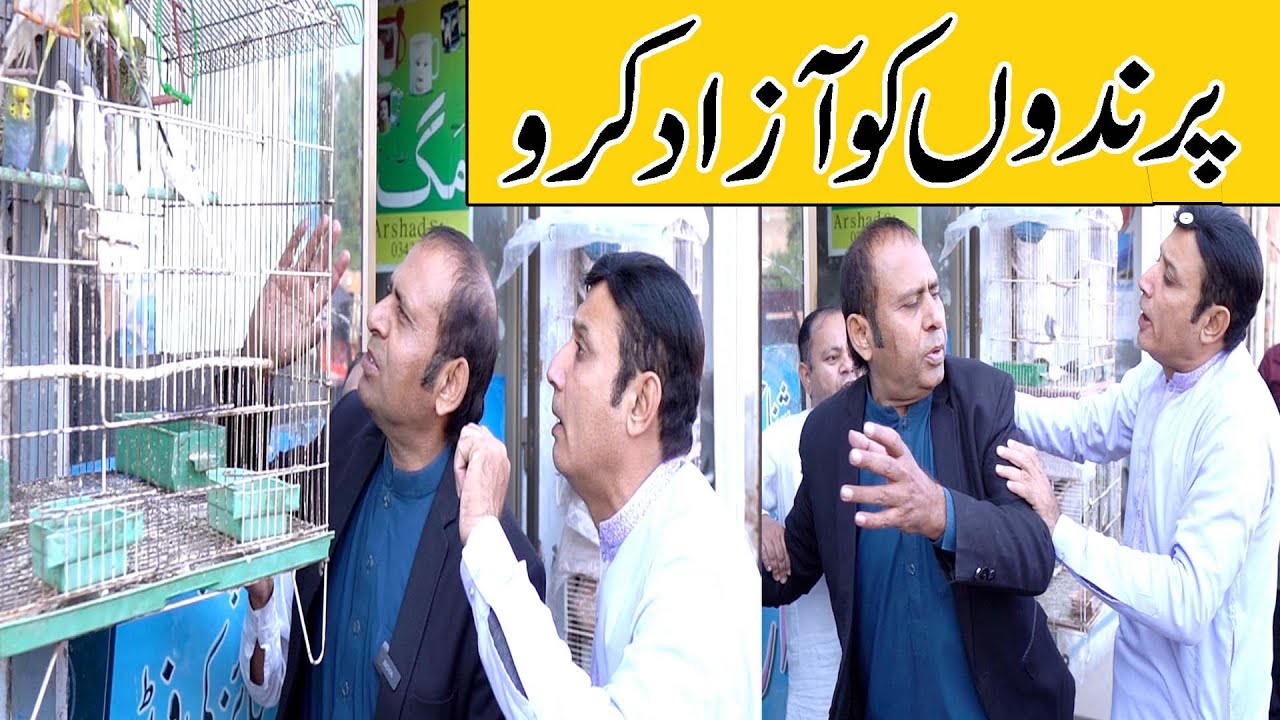 New funny video at by saddique tabasam & rafiq bablu | funny | prank | birds