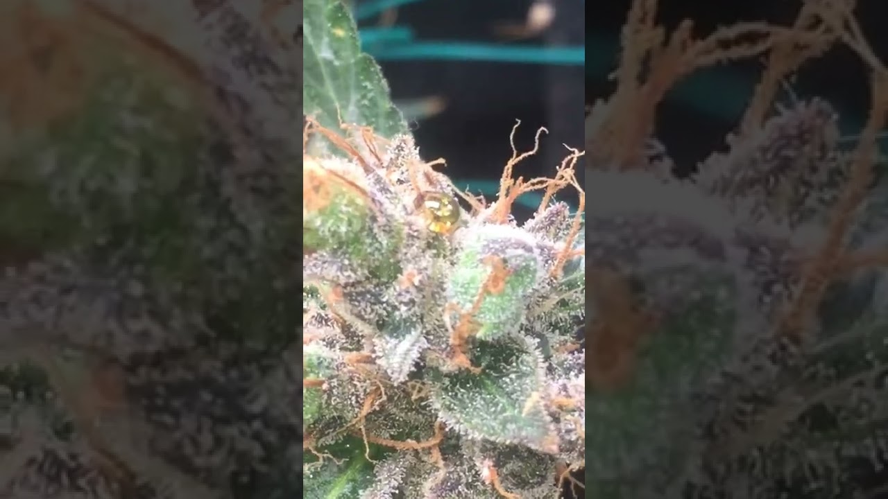 cookies gelato cali weed drippin