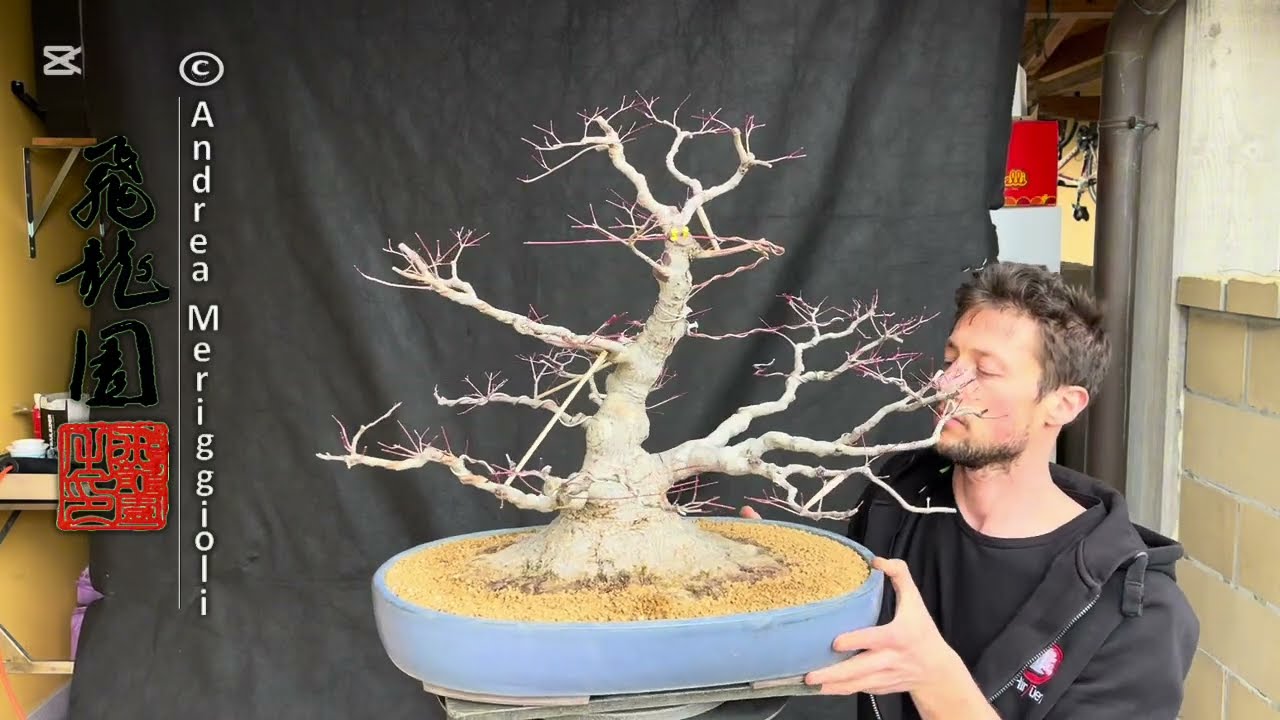 Acer palmatum