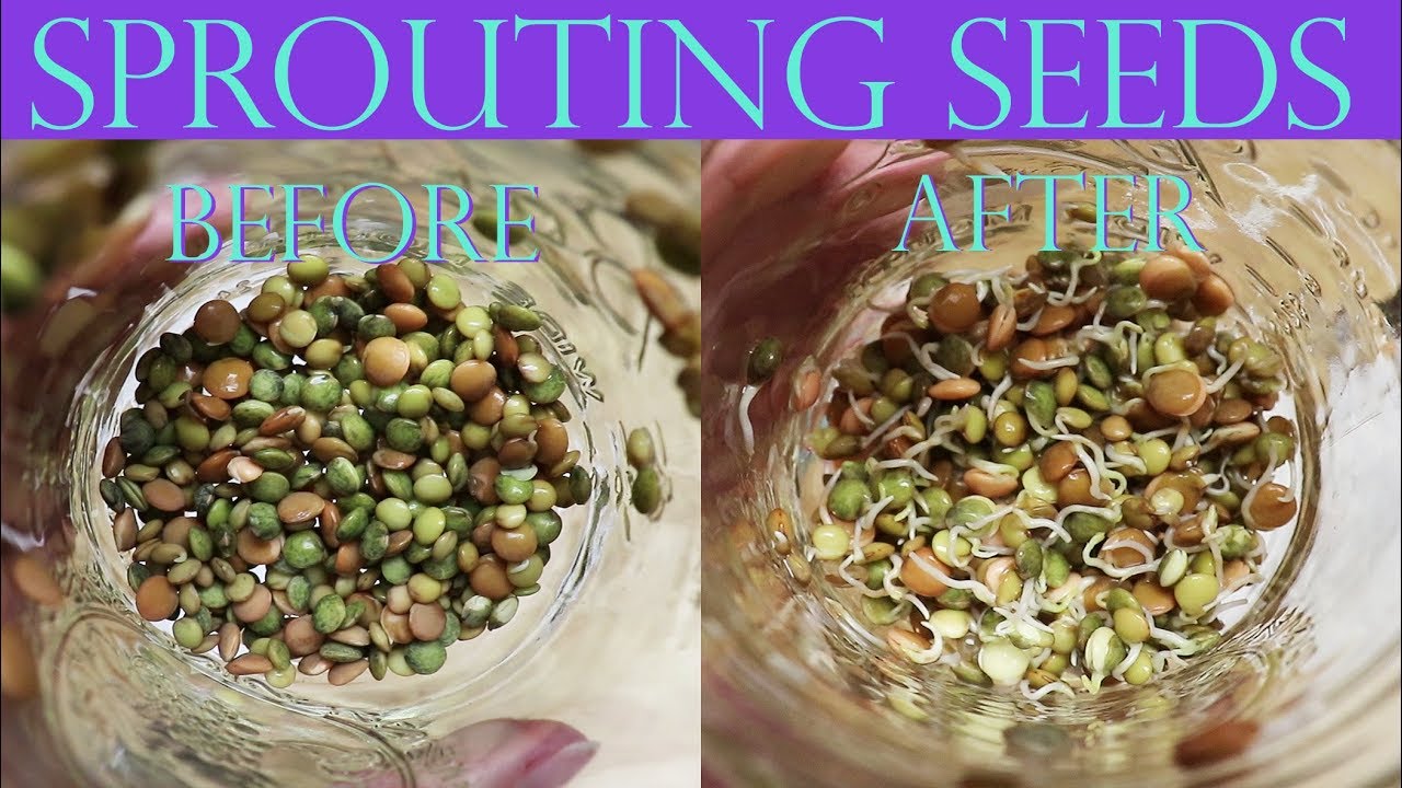 QUICK & EASY Sprouts for Birds
