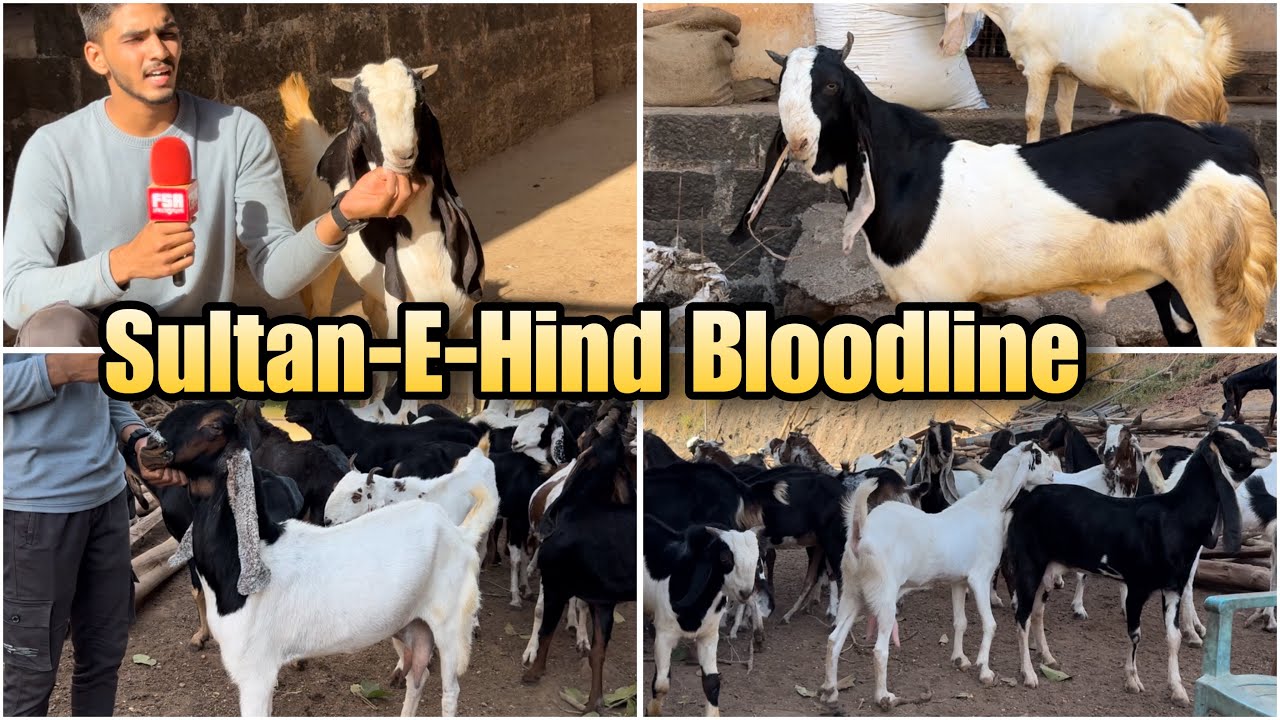 Kota Breeding Setup of Al Aamir Goat Farm | Sultan-E-Hind Bloodline in Mangaon