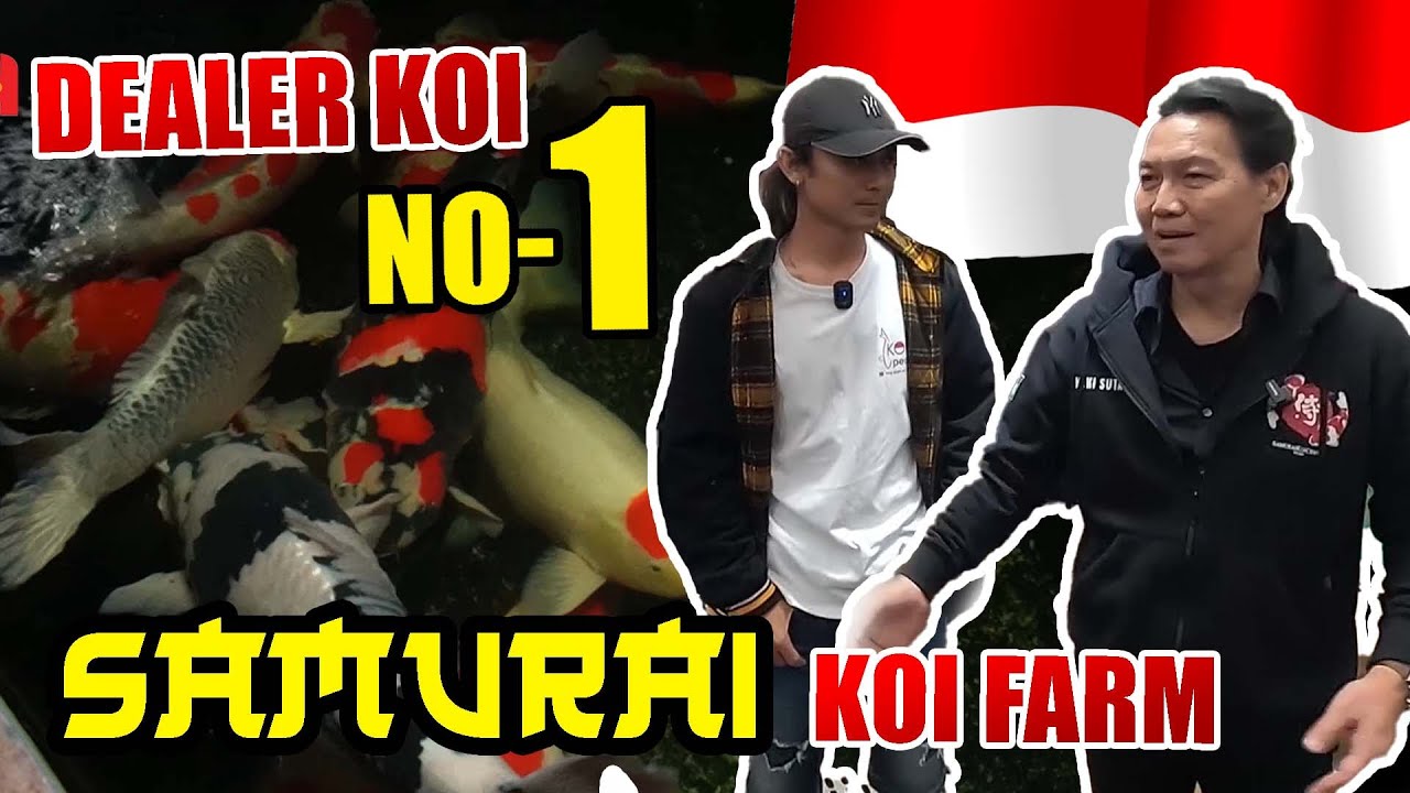 SAMURAI KOI CENTRE :| MEMANG GAK ADA OBAT