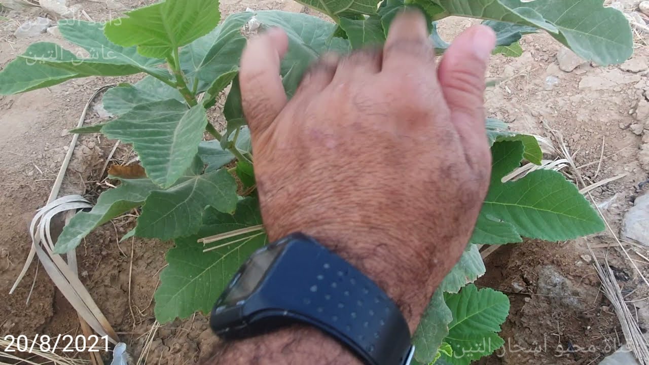 متابعة لمدة 4 أشهر لفائدة قطع القمة النامية لشجرة التين