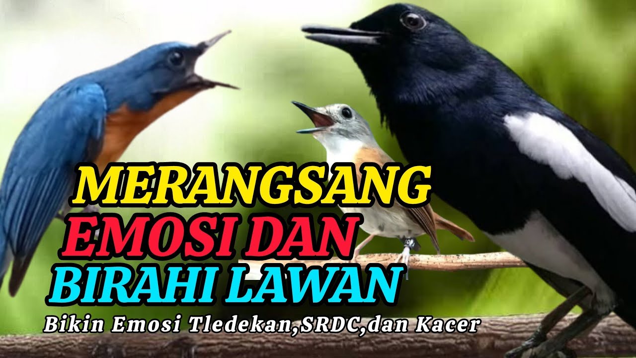 TERBUKTI AMPUH, MERANGSANG EMOSI TLEDEKAN GUNUNG, SRDC DAN KACER