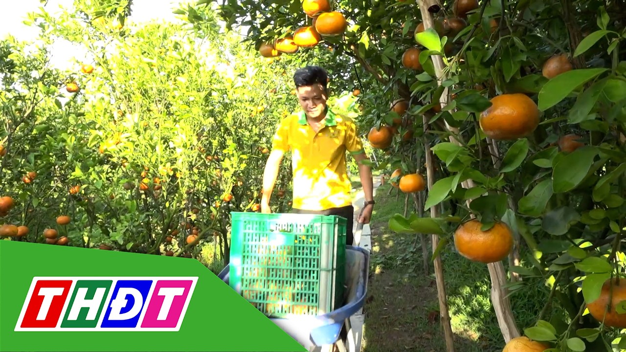 Nhà vườn thu hoạch quýt hồng | THDT