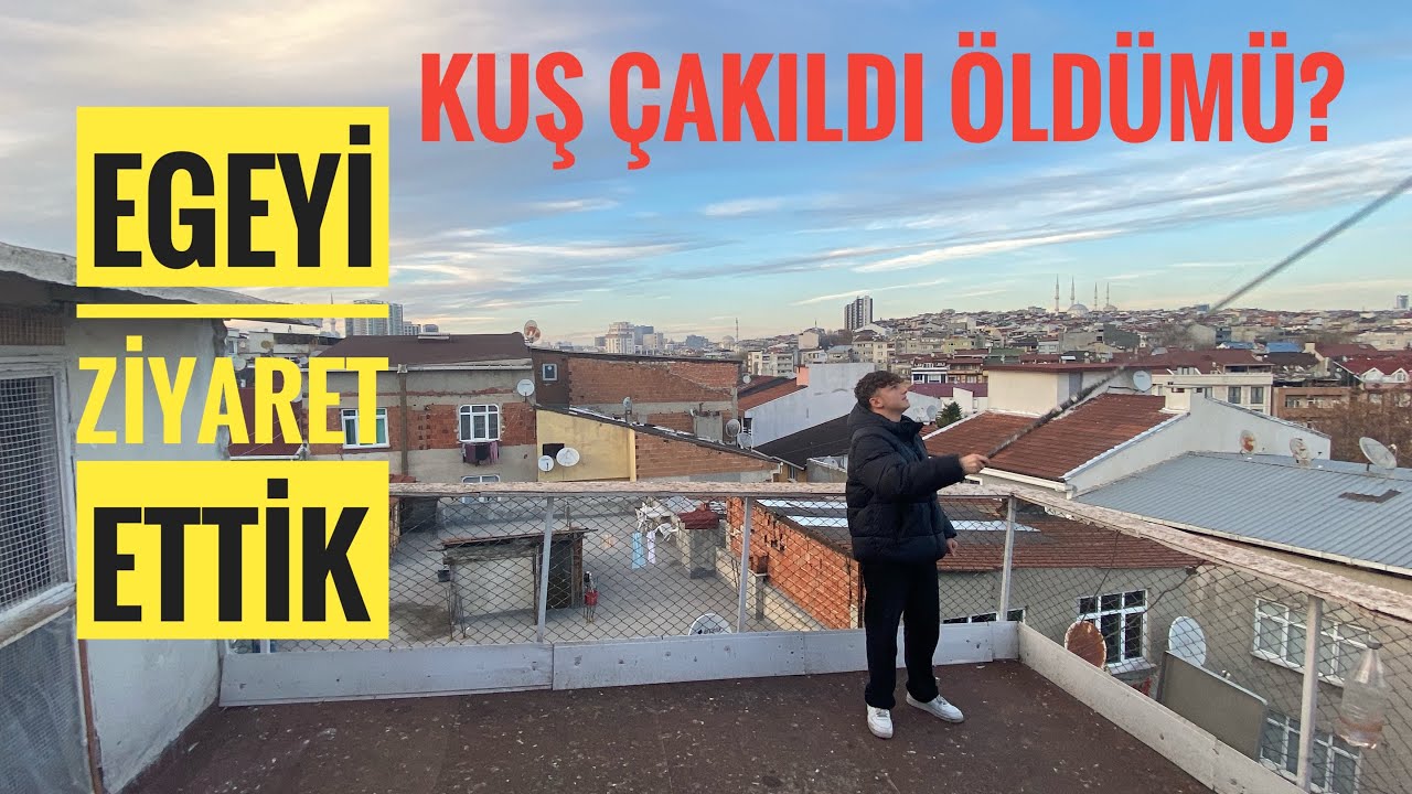 EGE KARDEŞİMİZİN KÜMESİNİ ZİYARET ETTİK DOLAPÇILARINI BİZLER İÇİ UÇURDU ÇİVİ DEDİĞİ KUŞ ÇAKILDI