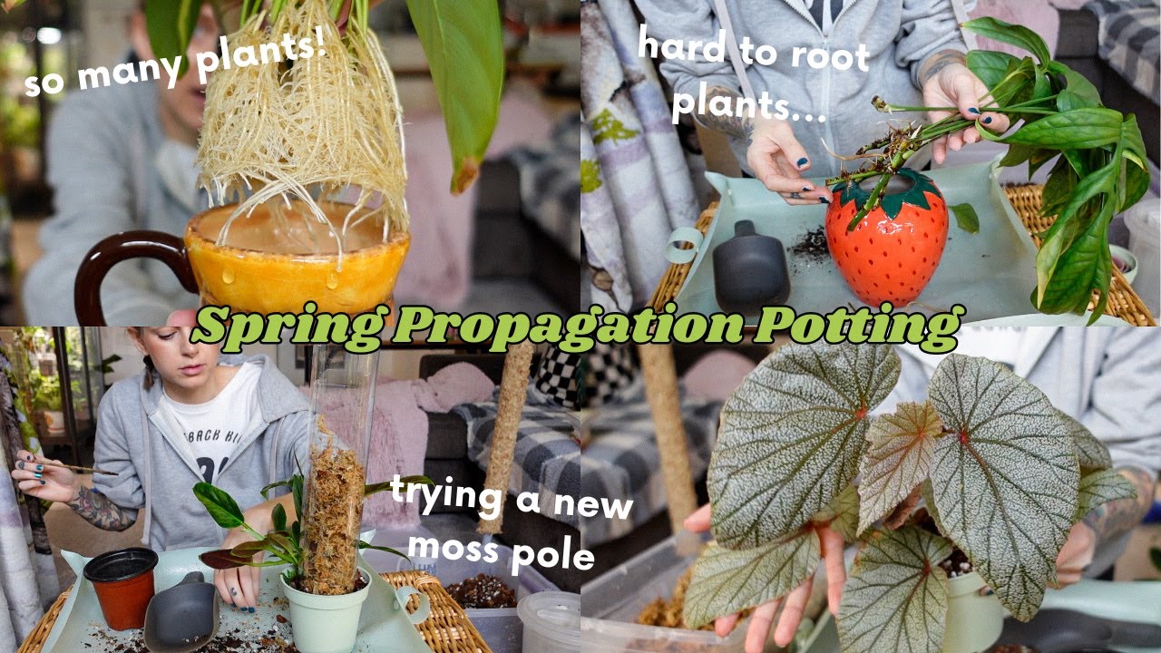 pot propagations with me 🌱 minimal editing, long video to play while you're doing plant chores